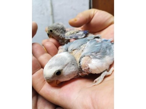 Yeni papağan ekibi hazır