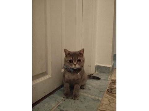 British shorthair 8 aylık