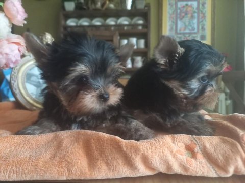 Teacup yorkshire terrier yavrularımız