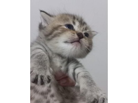 Scottish fold yeni yuva için hazırız