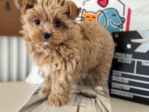 Petmode köğek çiftliğinden tea cup morkie yavrumuz