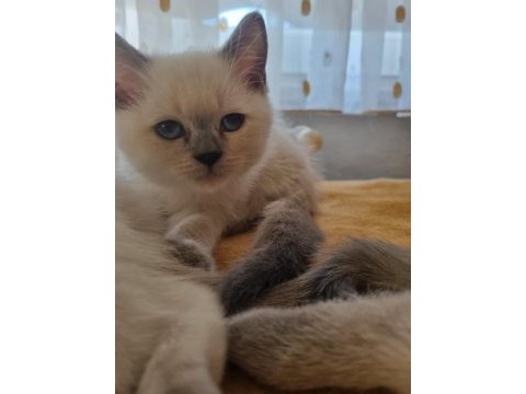 British blue point