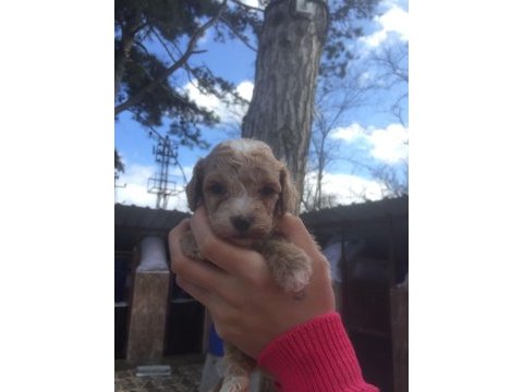 Maltipoo bebekler
