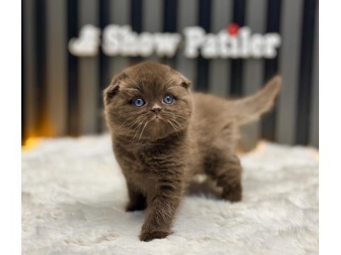 Scottish fold cinnamon özel kahve renk üst düzey