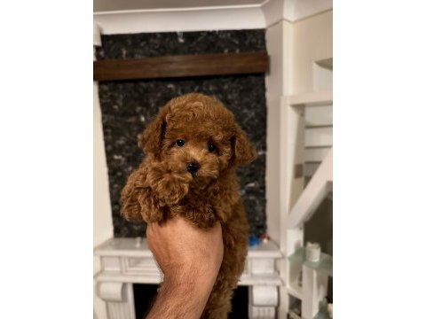 Orjinal toy poodle