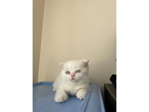 70 günlük scottish fold dişi