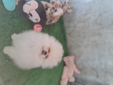 Show kalite pomeranian boo