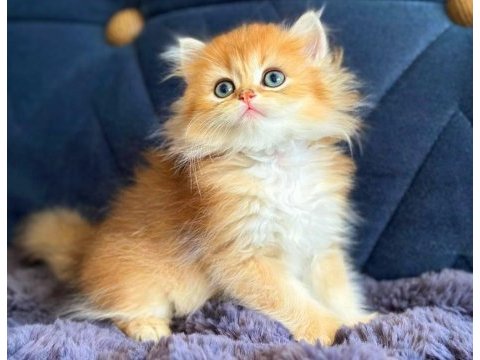 British longhair golden bebek