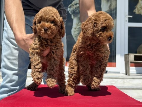Yasal ruhsatlı çiftlikde ziyarete açık toy poodle