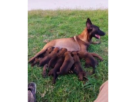 2 aylık erkek belçika kurdu yavrular anne baba üst kalite