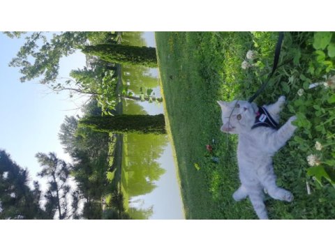 British longhair 7 aylık