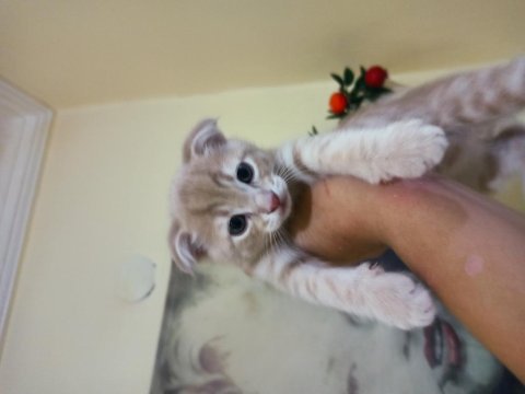 Minik patiler scottish fold