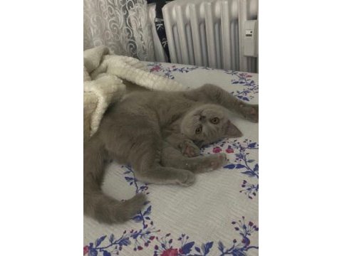 Kedimiz bellaya yuva