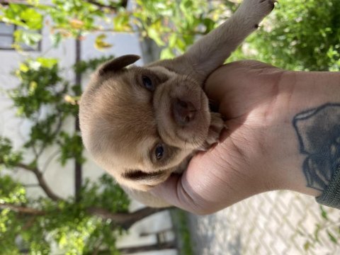 Minik güzel chihuahua şivava