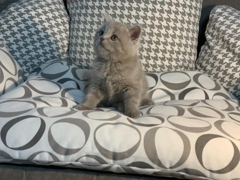 Teslime hazır british shorthair yavrular