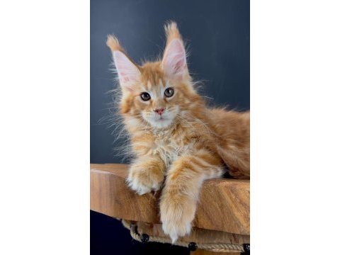 Üst kaliteli maine coon wcf kayıtlı