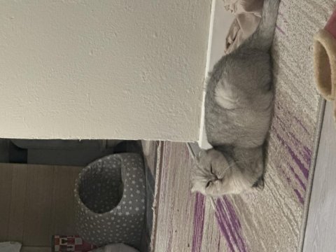 Dişi güzel scottish fold kızım