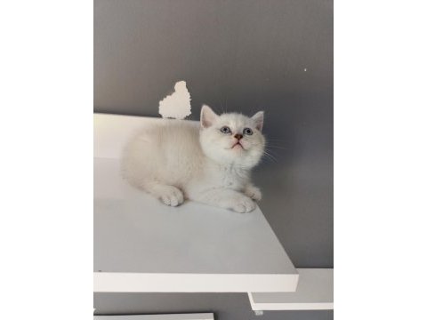 British shorthair linç point
