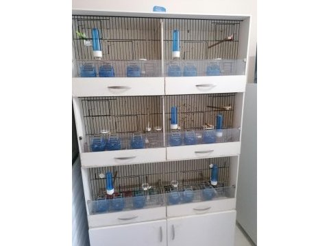 Kanarya finch diğer türler üretim kafesi