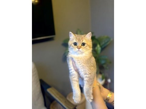 Brıtısh shorthair golden yavrularım 