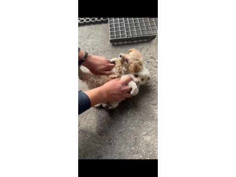 2 adet yavru süs köpeği maltipoo ve melez