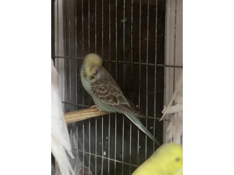 Show jumbo muhabbet kuşu çiftler ve yavrular