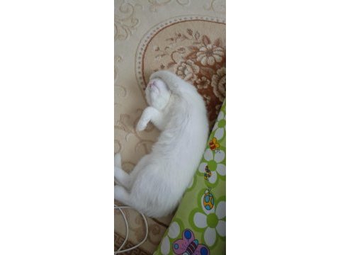Sevecen scottish fold yavrumuz