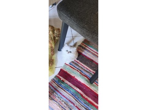 14 haziran doğumlu british longhair