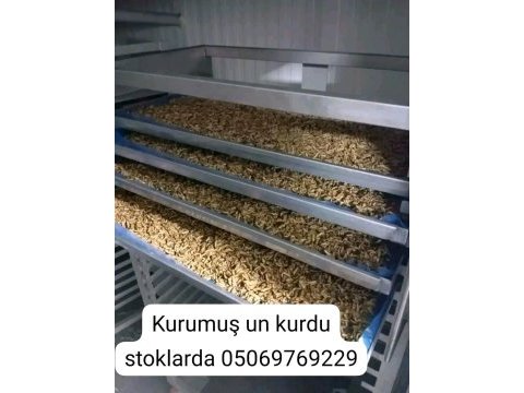 Canlı yada kurumuş un kurdu