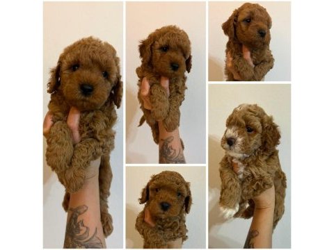 Kıvır kıvır orjinal poodle minişlerim
