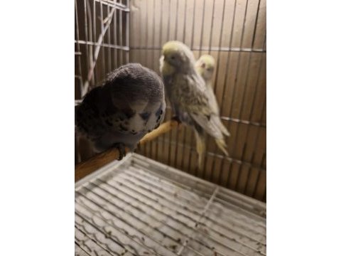 Show jumbo muhabbet kuşlar
