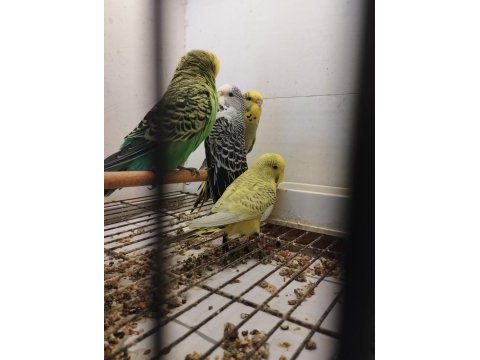 Yeni yeme düşmüş her cins muhabbet yavrular