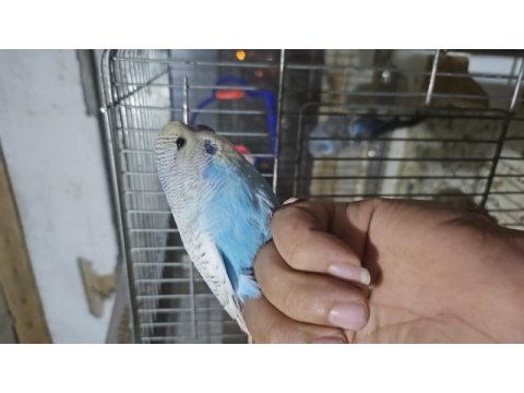 Yeni yeme düştü şov yavru muhabbet kuşlar kendi üretimim