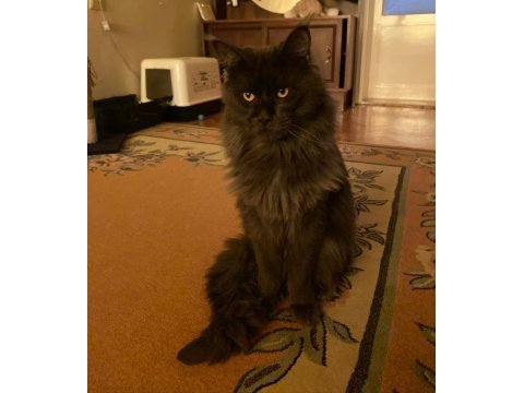 Acil erkek maine coon kedimizi sahiplendirmek istiyoruz