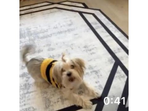 Küçük ırk morkie