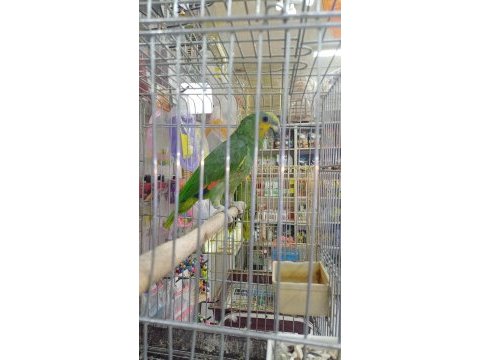3 6 aylık amazon papağanı