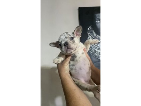 French bulldog lilac merle tan isabella carrier