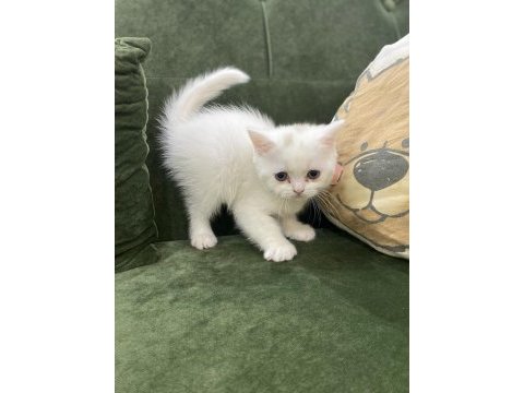 Pamuk prenses british shorthair