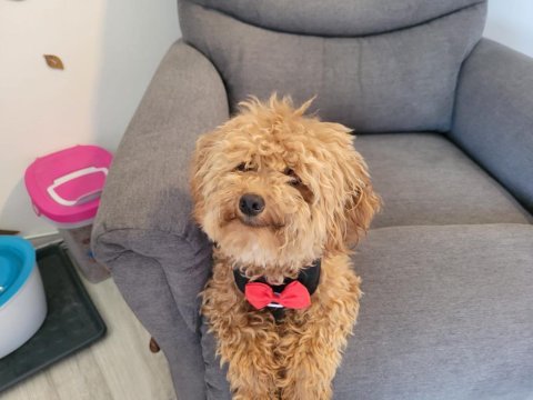 4 yaşında aktif erkek toy poodle
