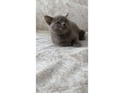 British shorthair yavrular