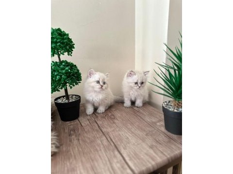 British longhair iki adet kedimiz