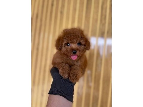 Toy poodle bebekler referans yavru