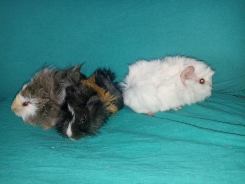 Her ırk guinea pig yavrusu adrese teslim hizmetimiz vardır