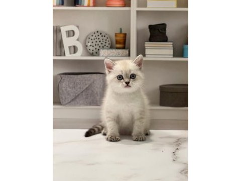 Teslime hazır british shorthair yavrularımız 