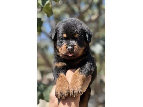 Heybetli ırk garantili rottweiler yavrular