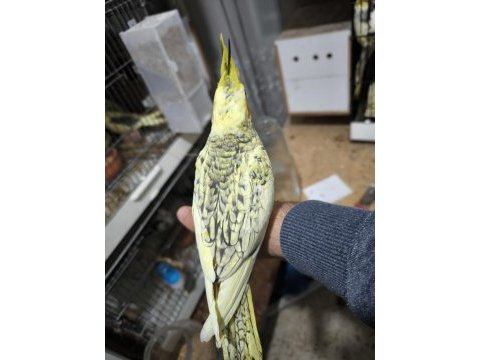Sultan papağanı yavruları 2 aylık