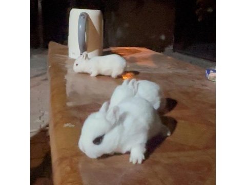 Beyaz ve sürmeli cüce tavşanlar (netherland dwarf)