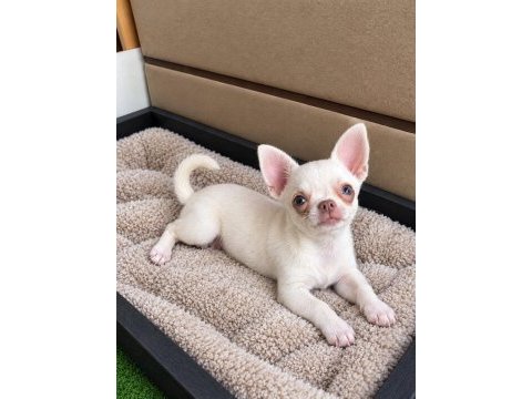 Süt beyaz mikro boy erkek yavru chihuahua