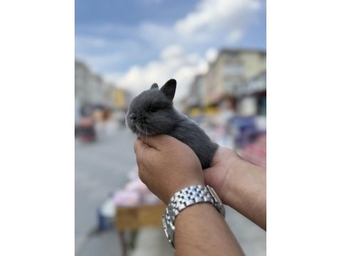 Cüce yavrularımız hazır