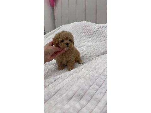 Kore maltipoo yavrular 